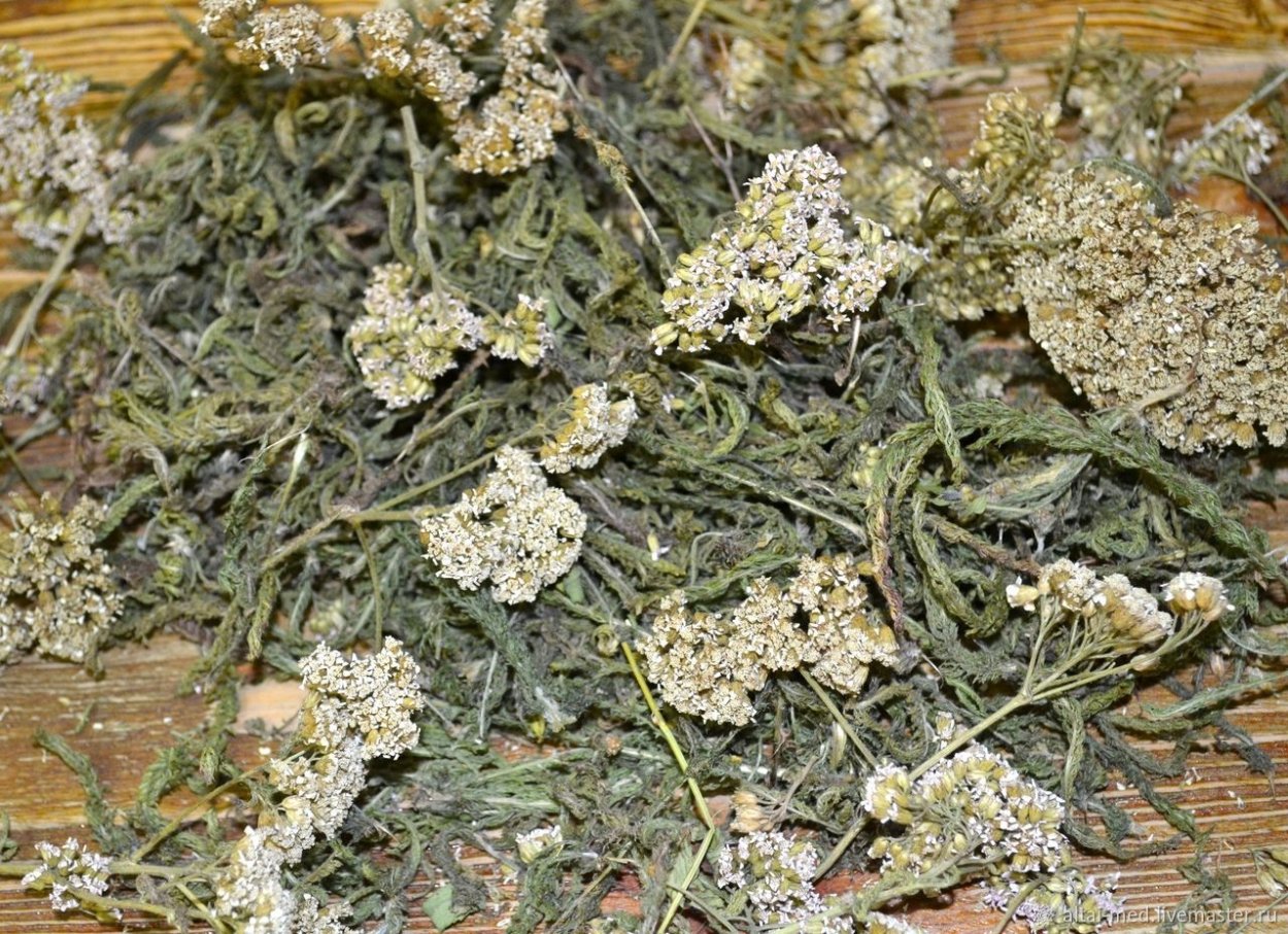 Тысячелистник сухоцвет