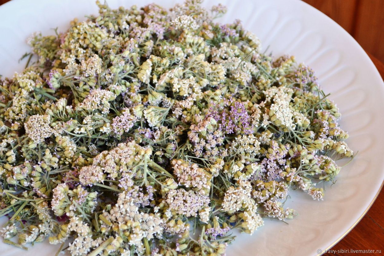 Тысячелистник сухоцвет