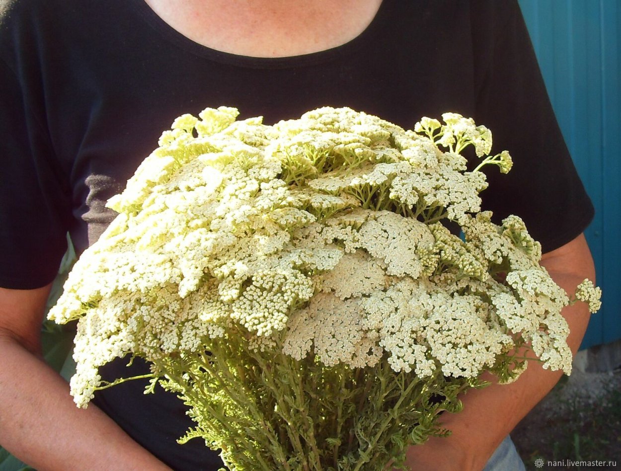 Тысячелистник таволговый сухоцвет