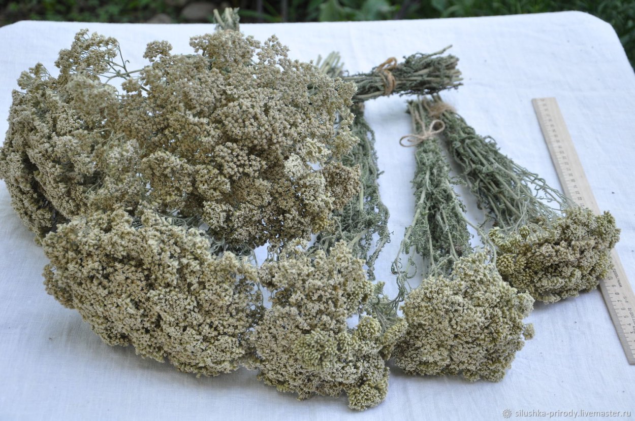 Тысячелистник обыкновенный семена