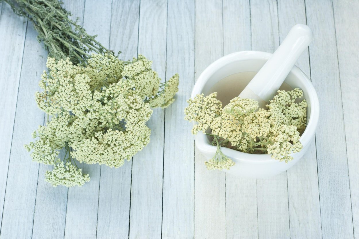 Тысячелистник гигантский