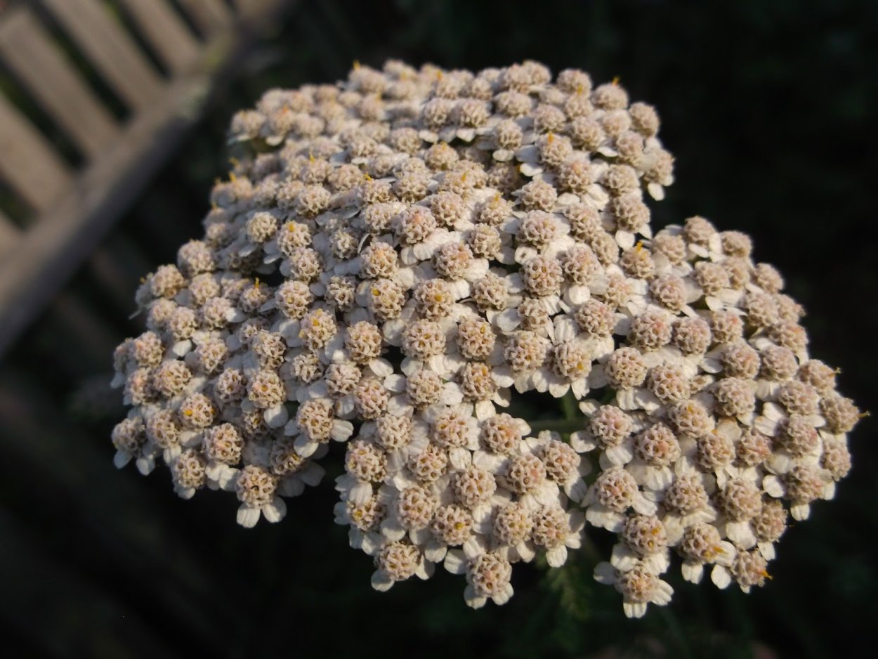 Пижма сухоцвет