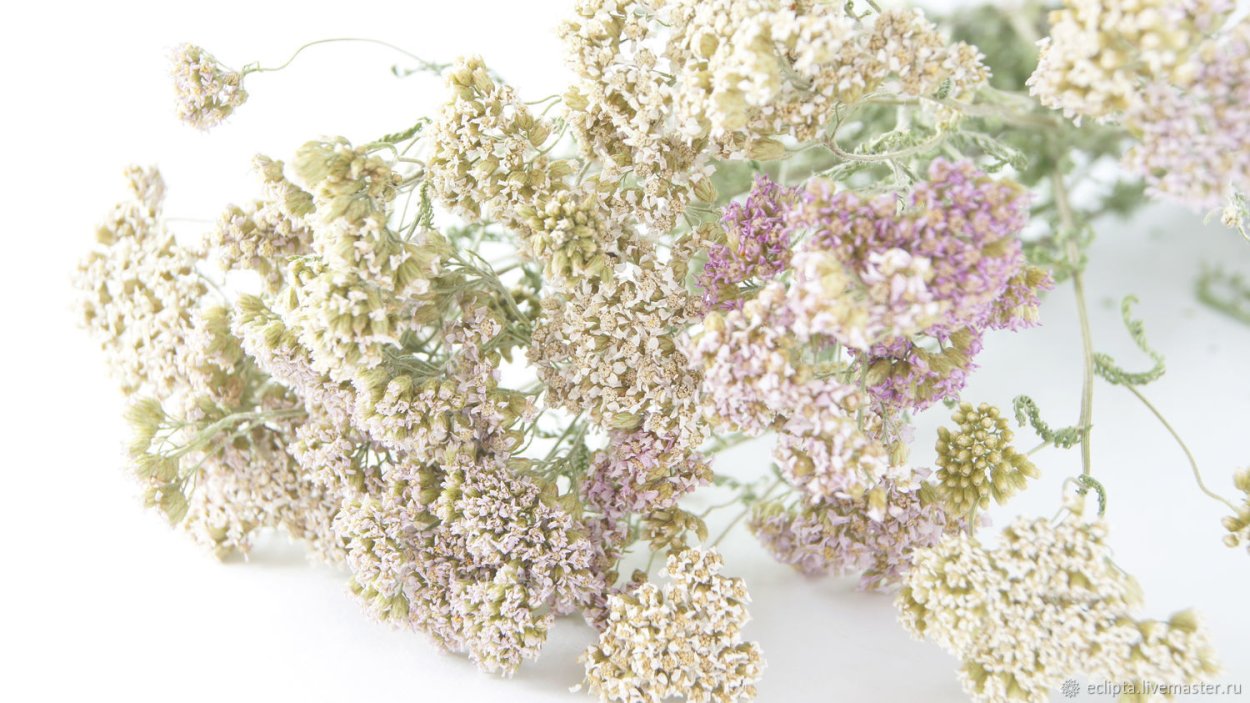 Тысячелистник декоративный сухоцвет