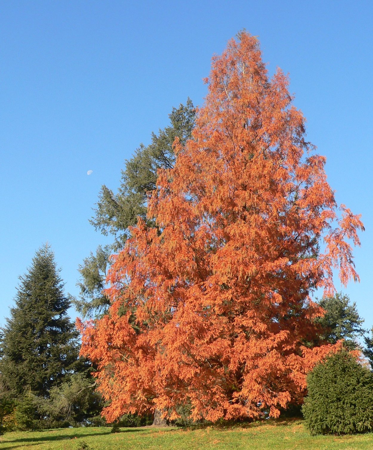 Метасеквойя глиптостробусовая семена