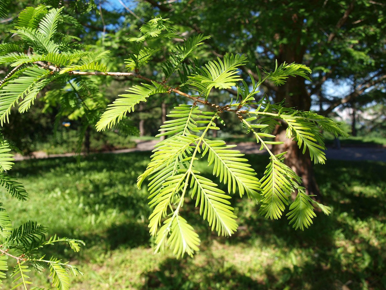 Метасеквойя рассеченношишечная