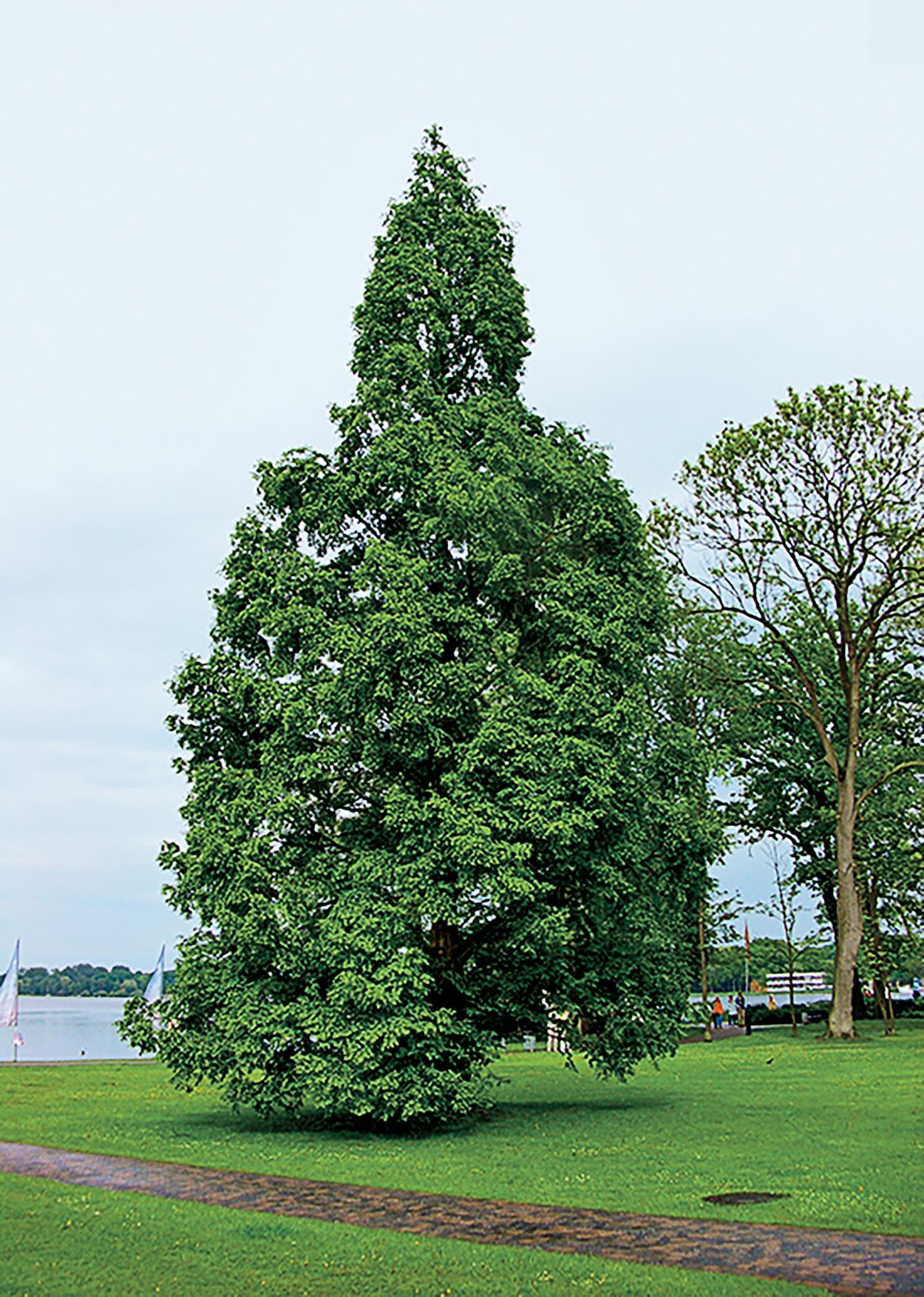 Метасеквойя и Таксодиум