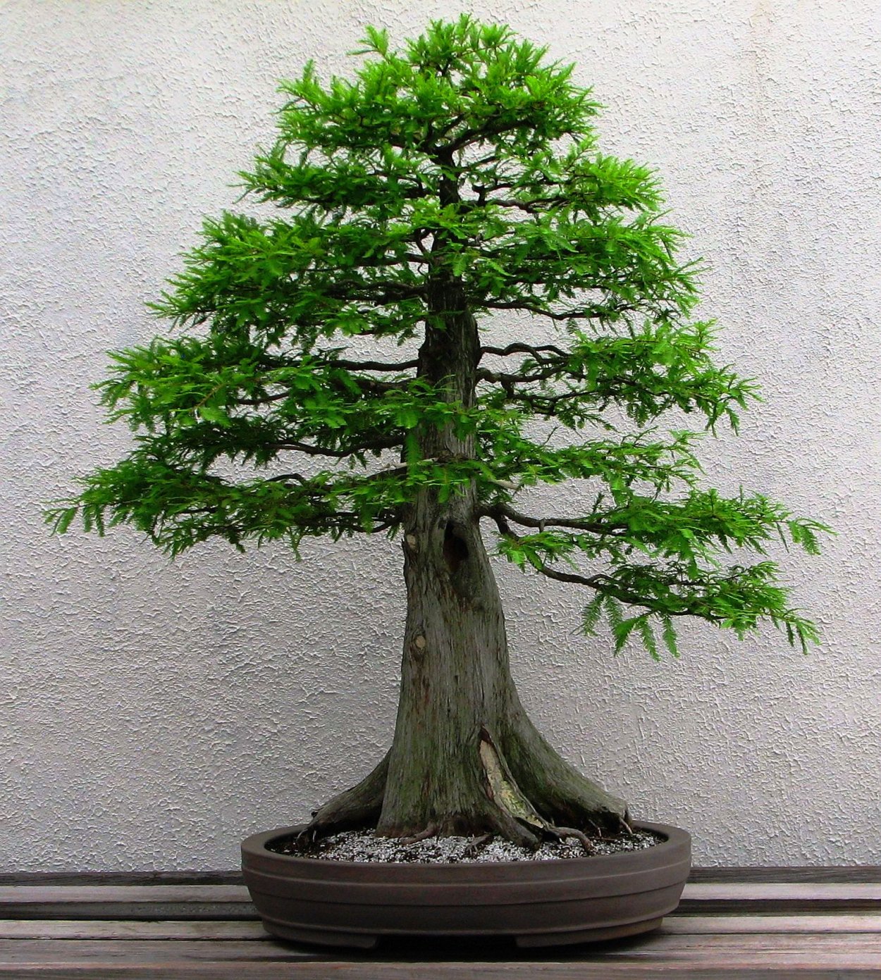 Метасеквойя древнейшая