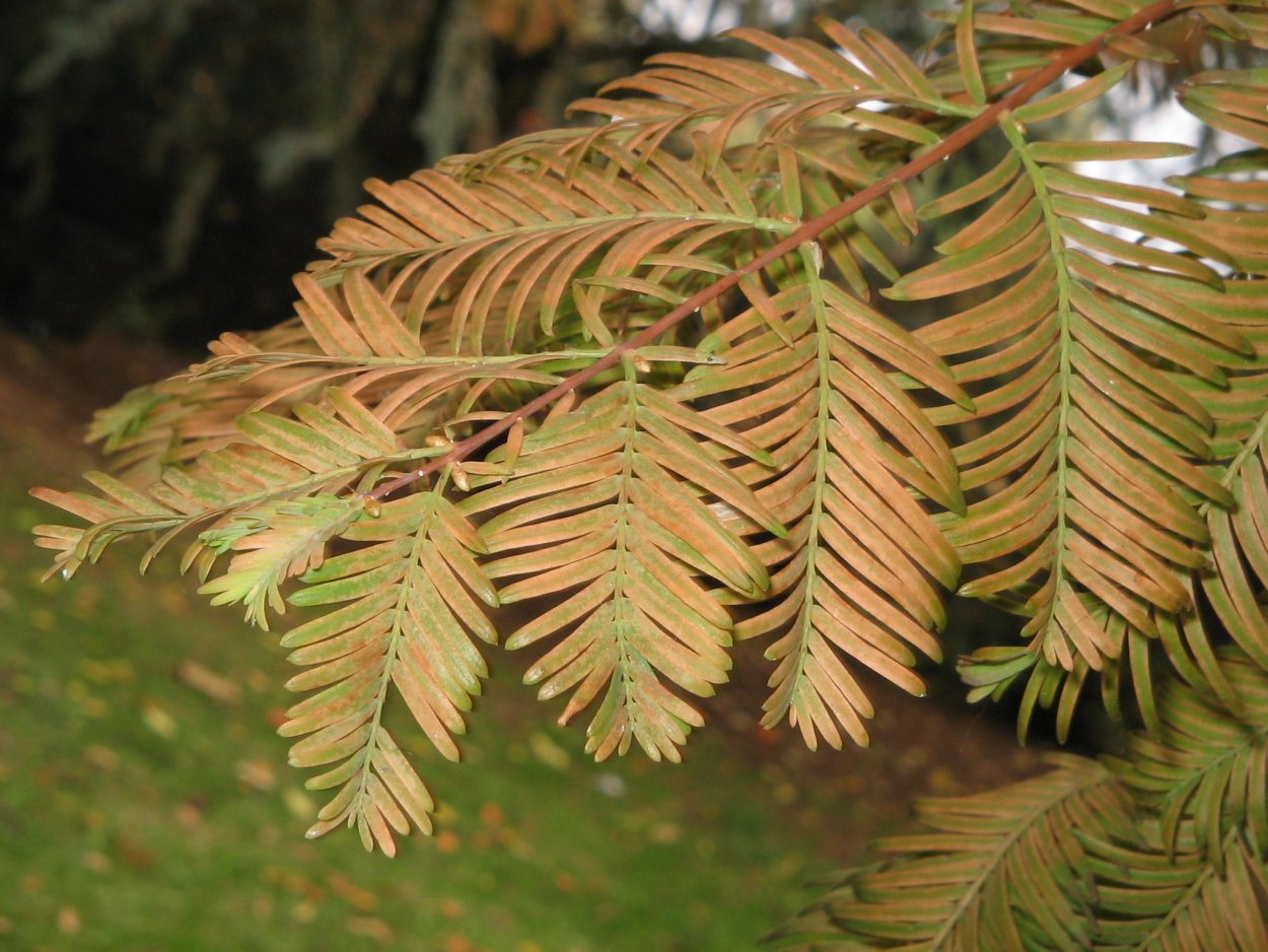 Метасеквойя GLYPT. Amber Glow