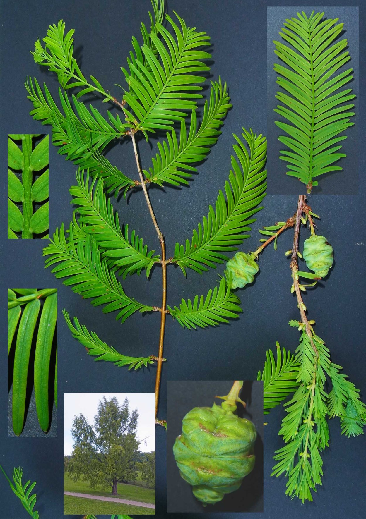 Metasequoia glyptostroboides шишки