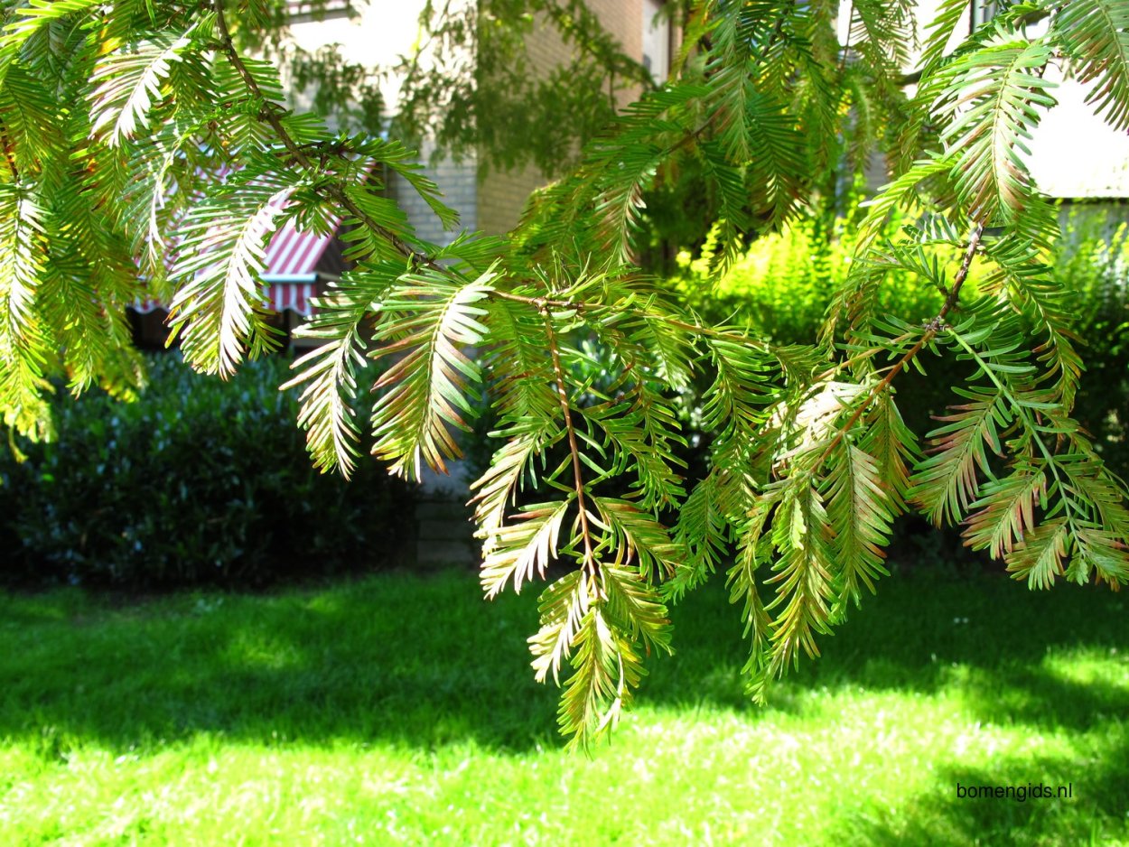 Метасеквойя Столетняя