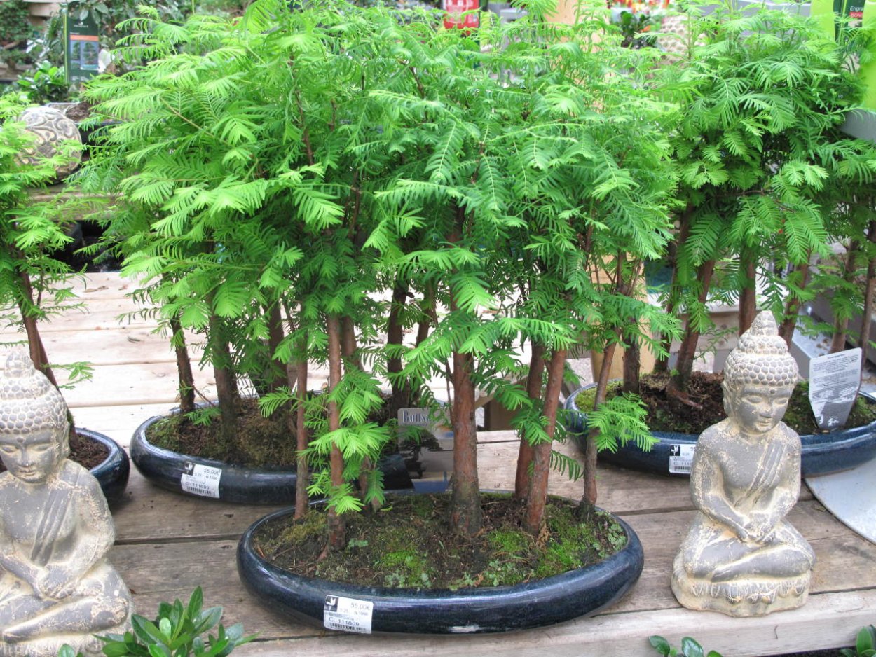 Метасеквойя Ушны корни