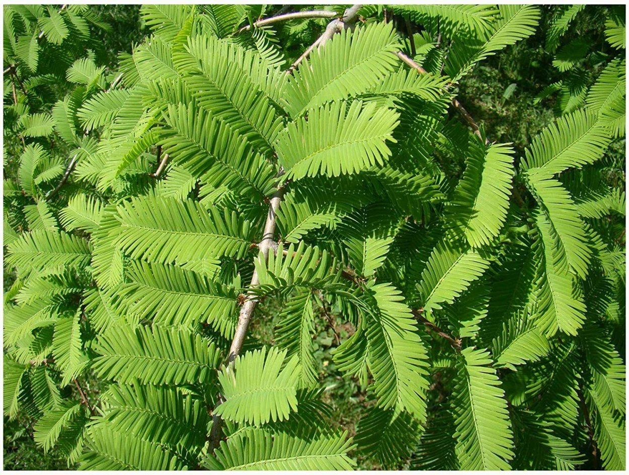 Метасеквойя Глаука