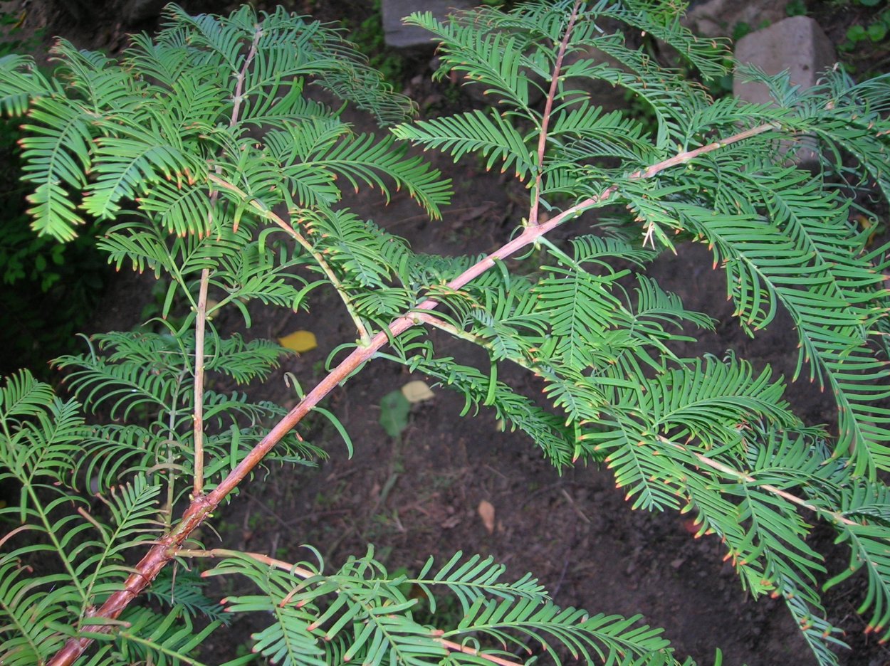 Dawn Redwood