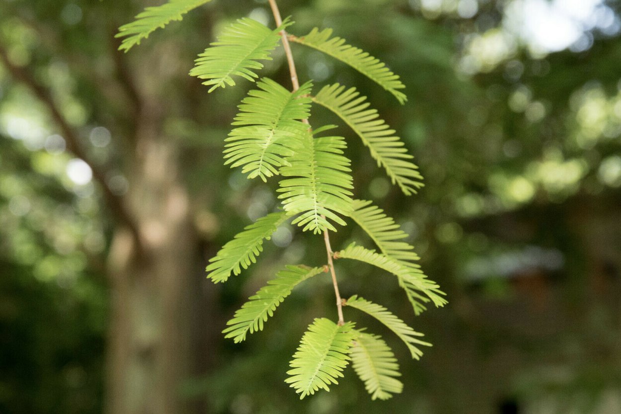 Метасеквойя розсіченошишкова