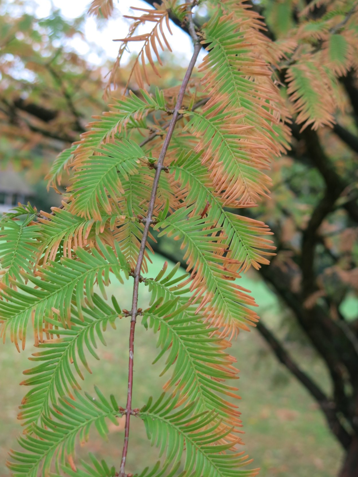 Метасеквойя Metasequoia ogon