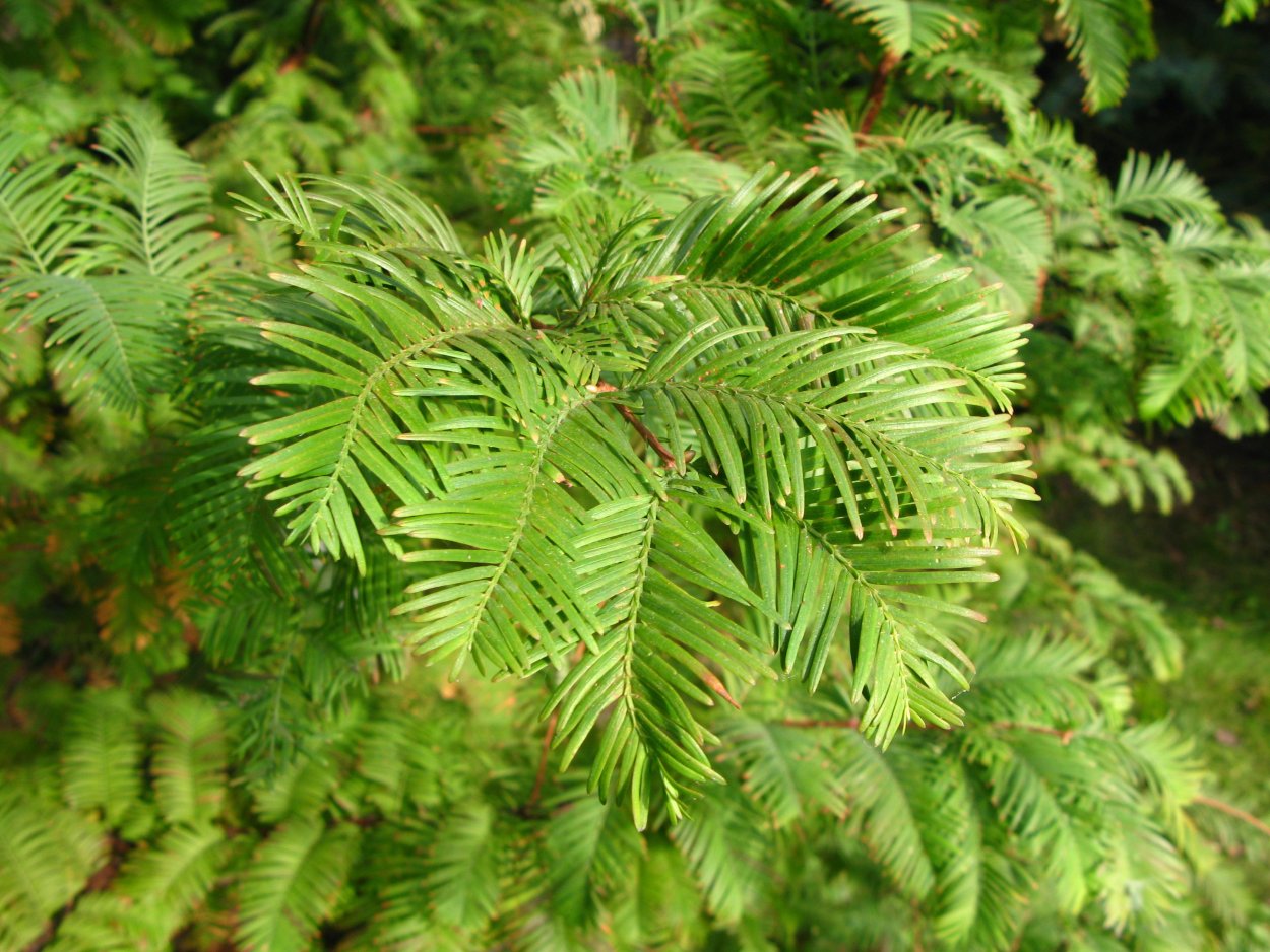 Metasequoia glyptostroboides шишки