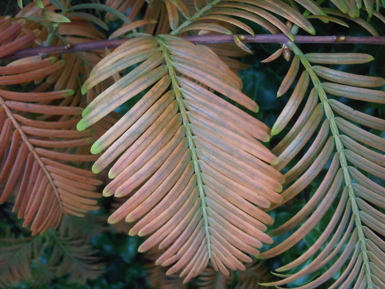 Метасеквойя листья