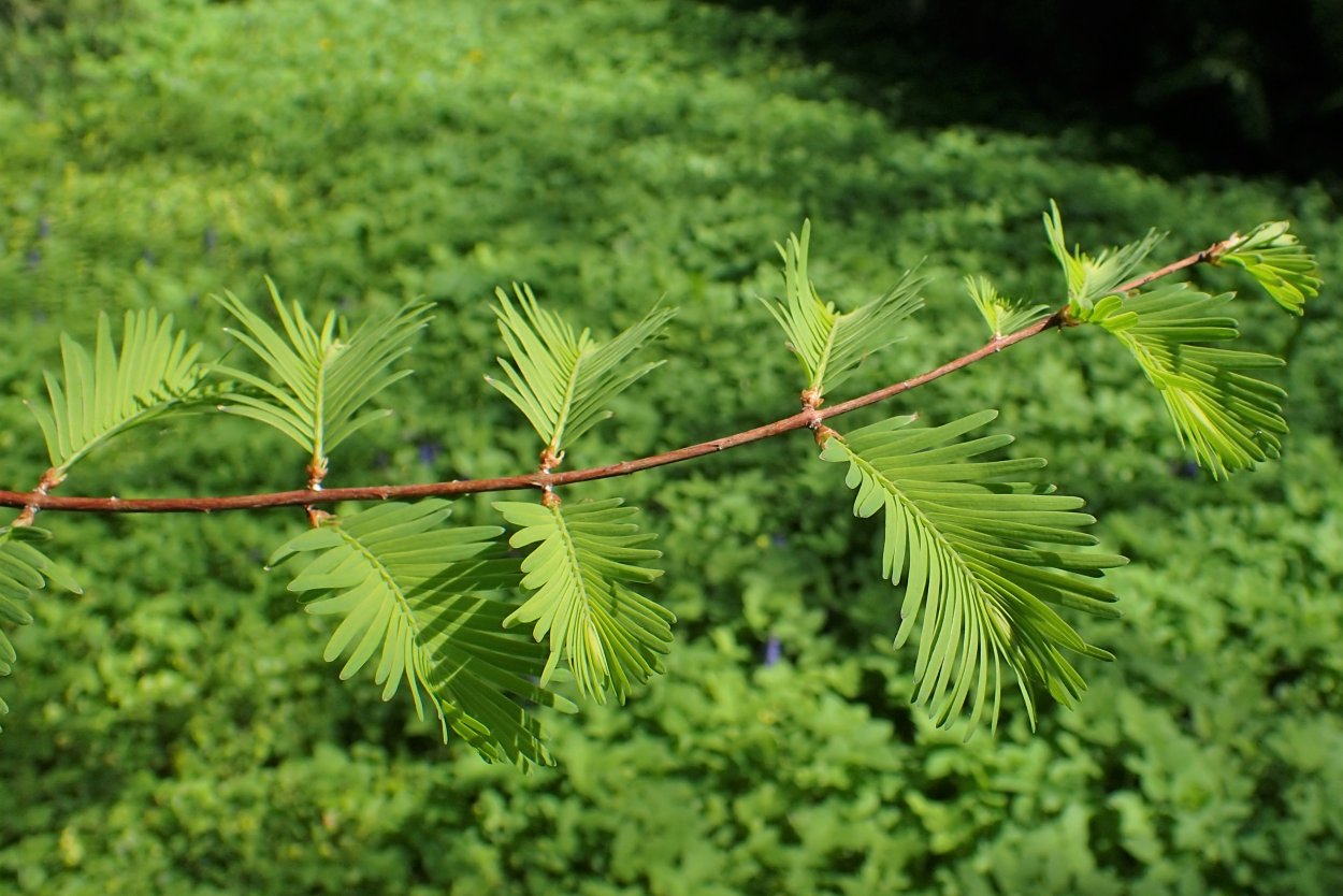 Метасеквойя ареал