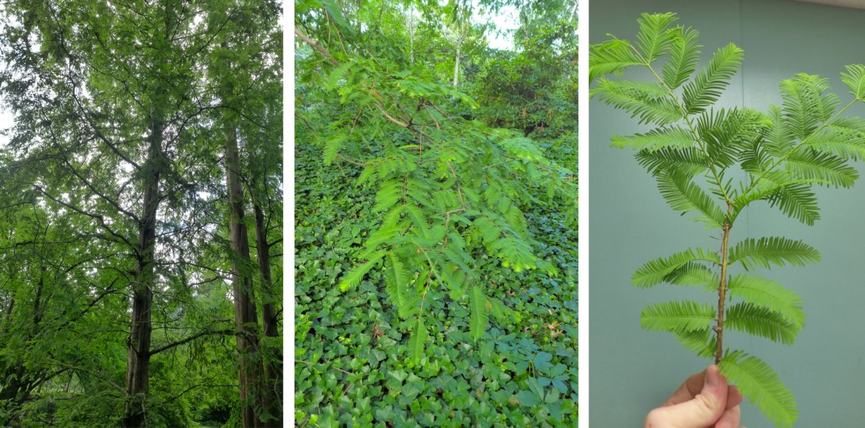 Метасеквойя глиптостробоидная Блю-иш