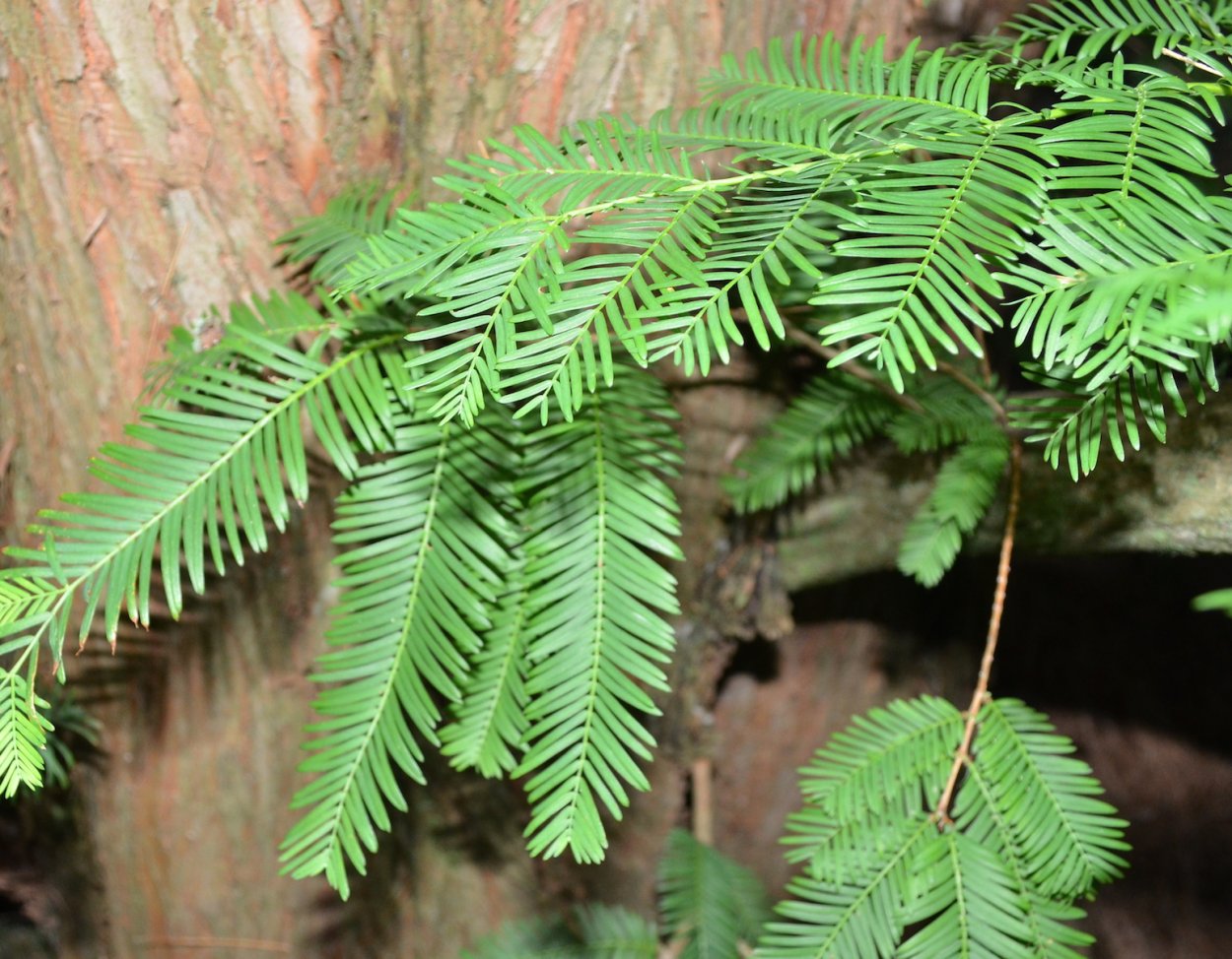 Метасеквойя Сноу флуриес