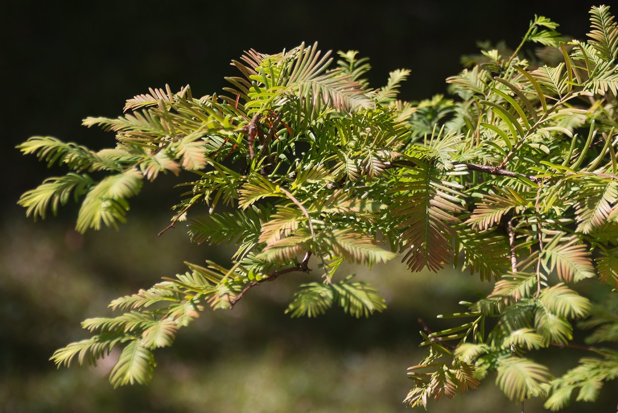 Метасеквойя бонсай