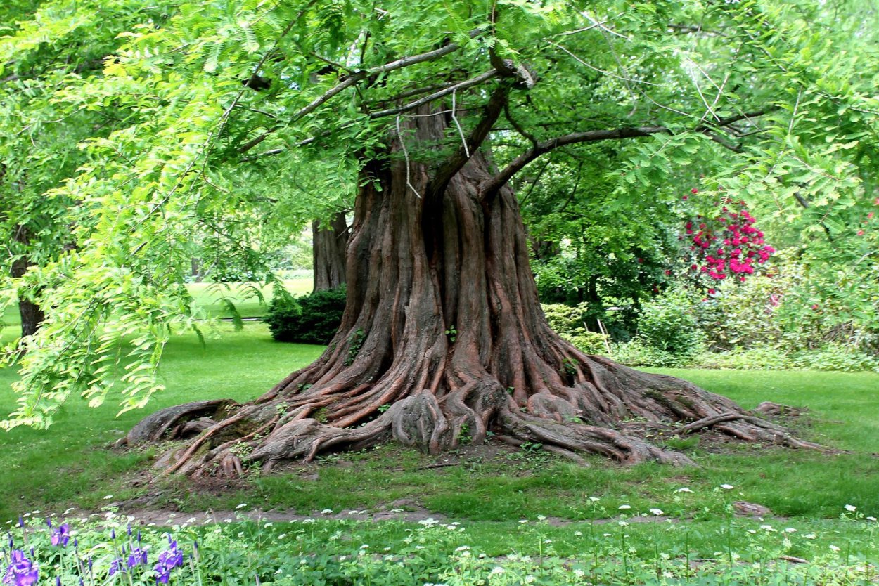 Метасеквойя Snow Flurries