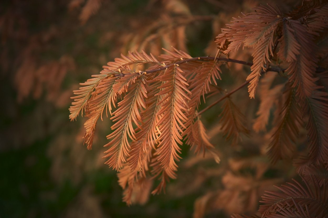 Metasequoia glyptostroboides (Метасеквойя китайская) 'Matthaei Broom'