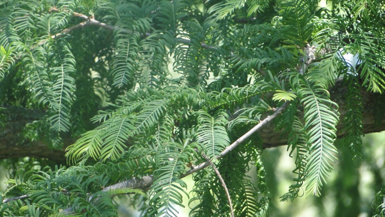 Metasequoia glyptostroboides бонсай