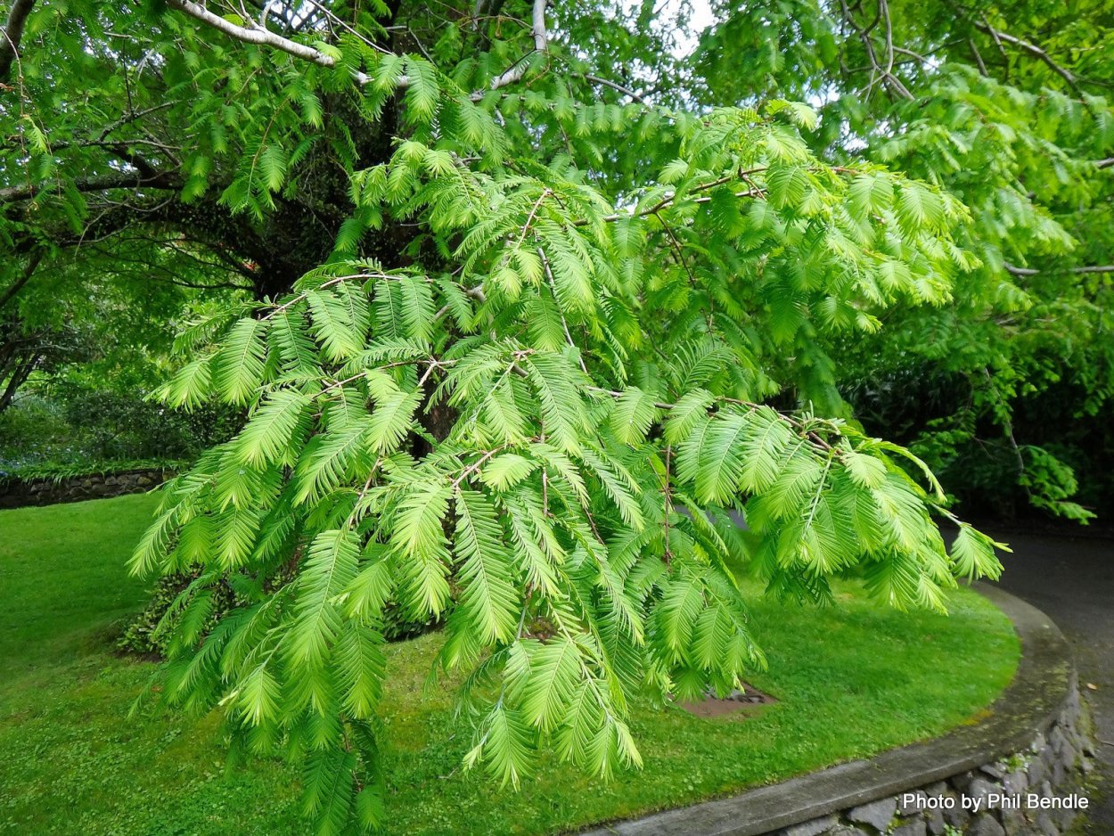 Метасеквойя в Подмосковье