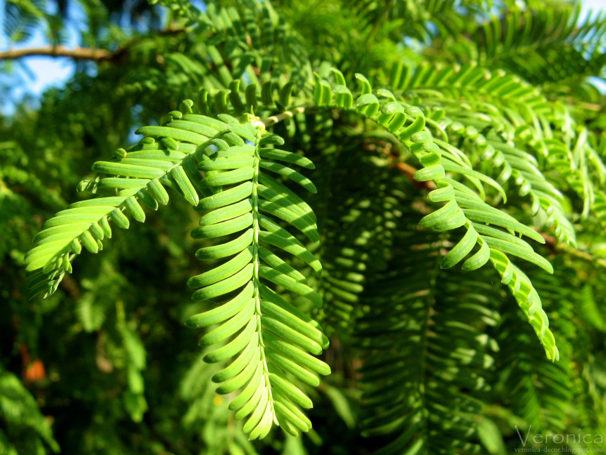 Метасеквойя китайская