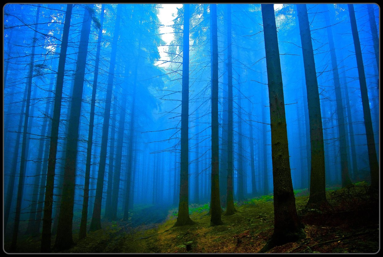 Обои лес