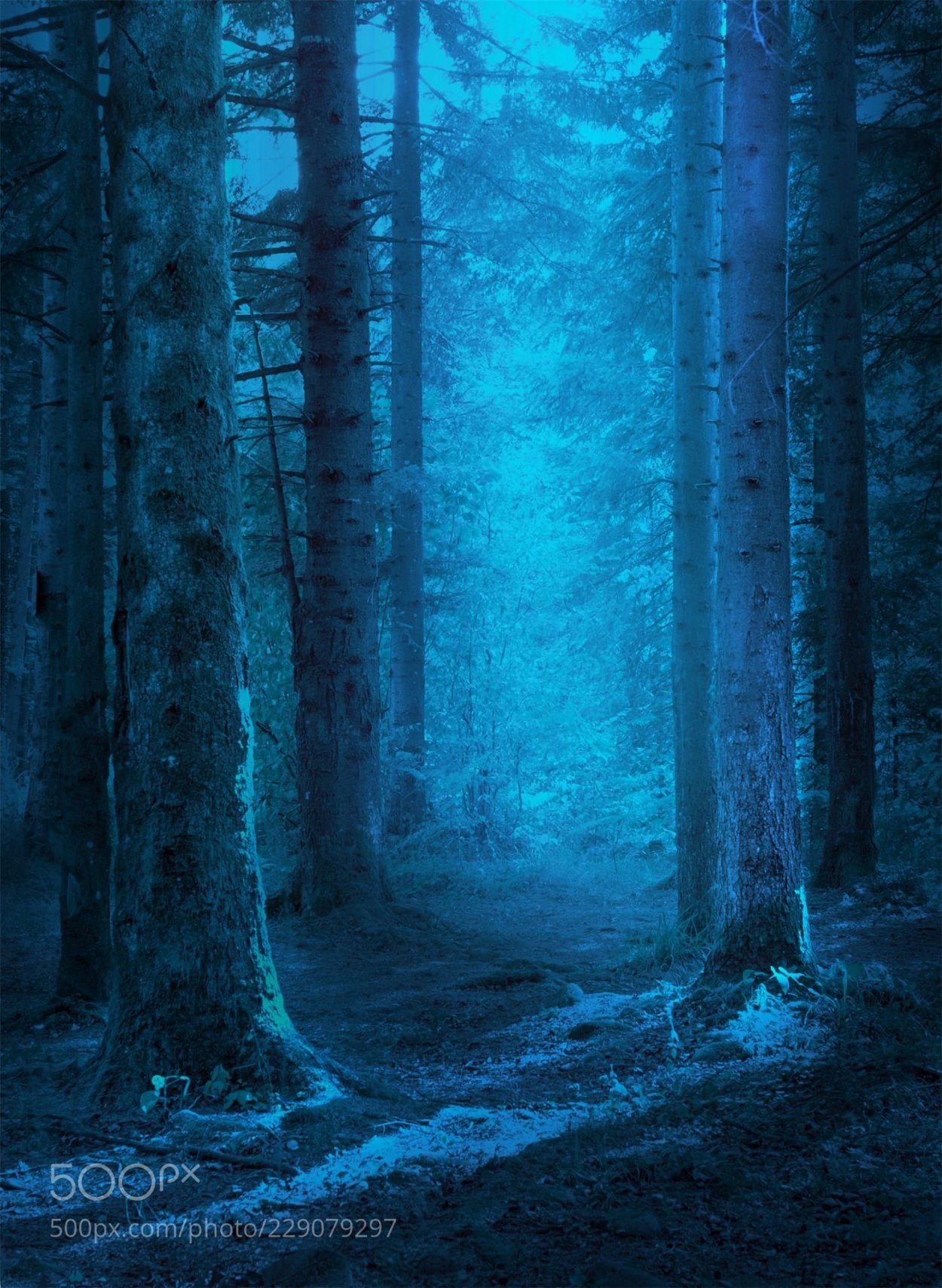 «Ночь в лесу»