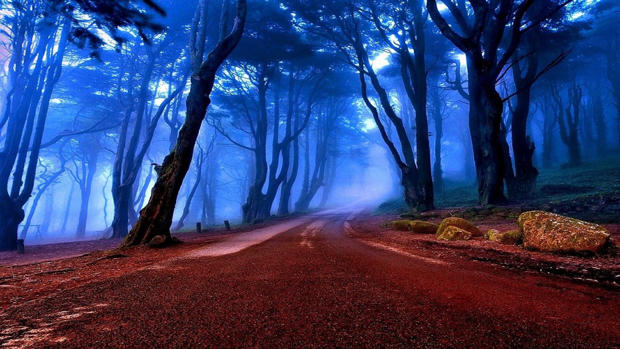 Красивый лес в сумерках