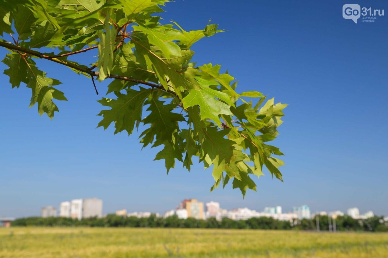 Парк Дубов в Дубовом Белгородского района