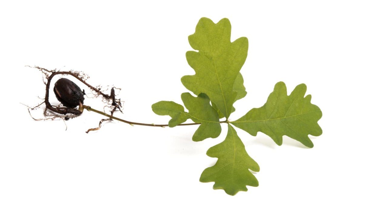 Росток дуба на белом фоне