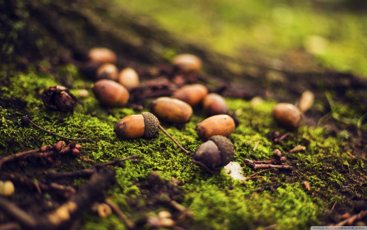 Желуди на траве