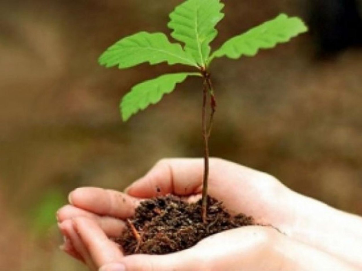 Дубок Росток