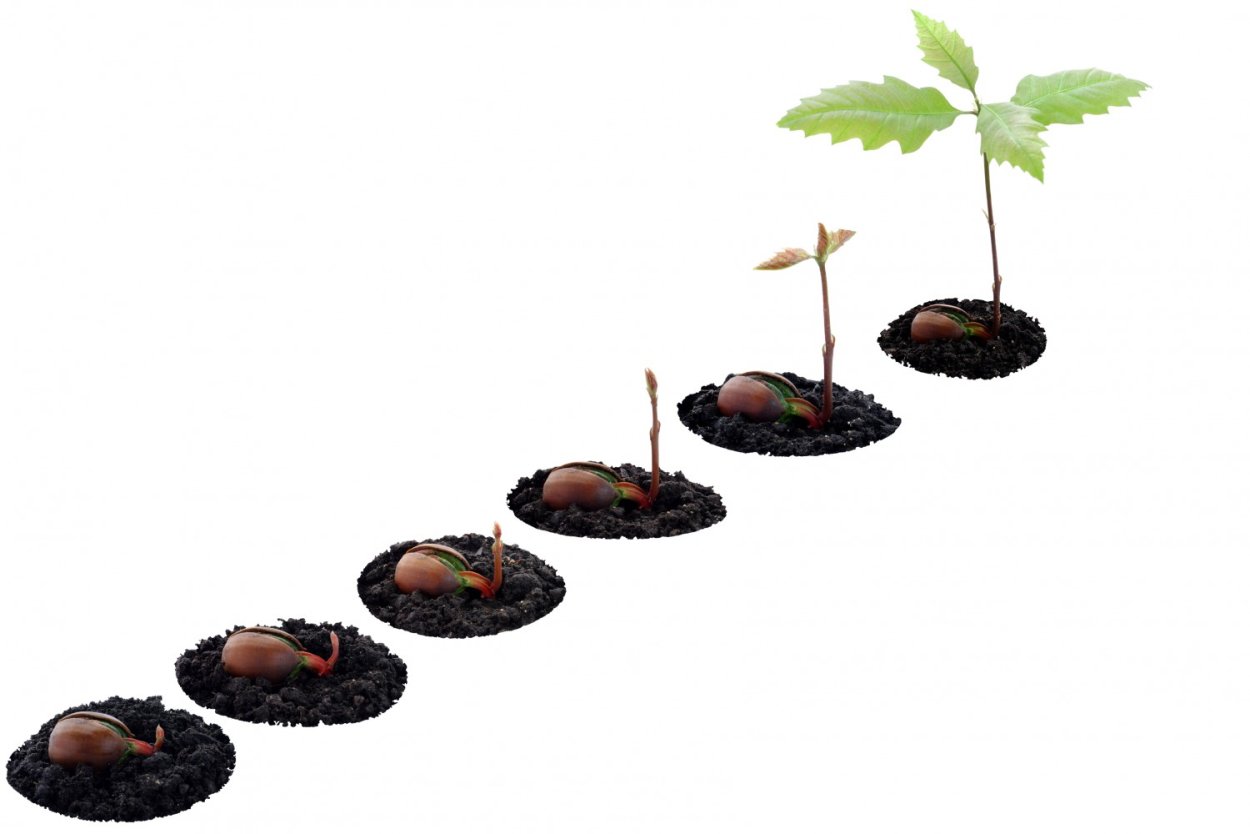 Росток дуба из Желудя