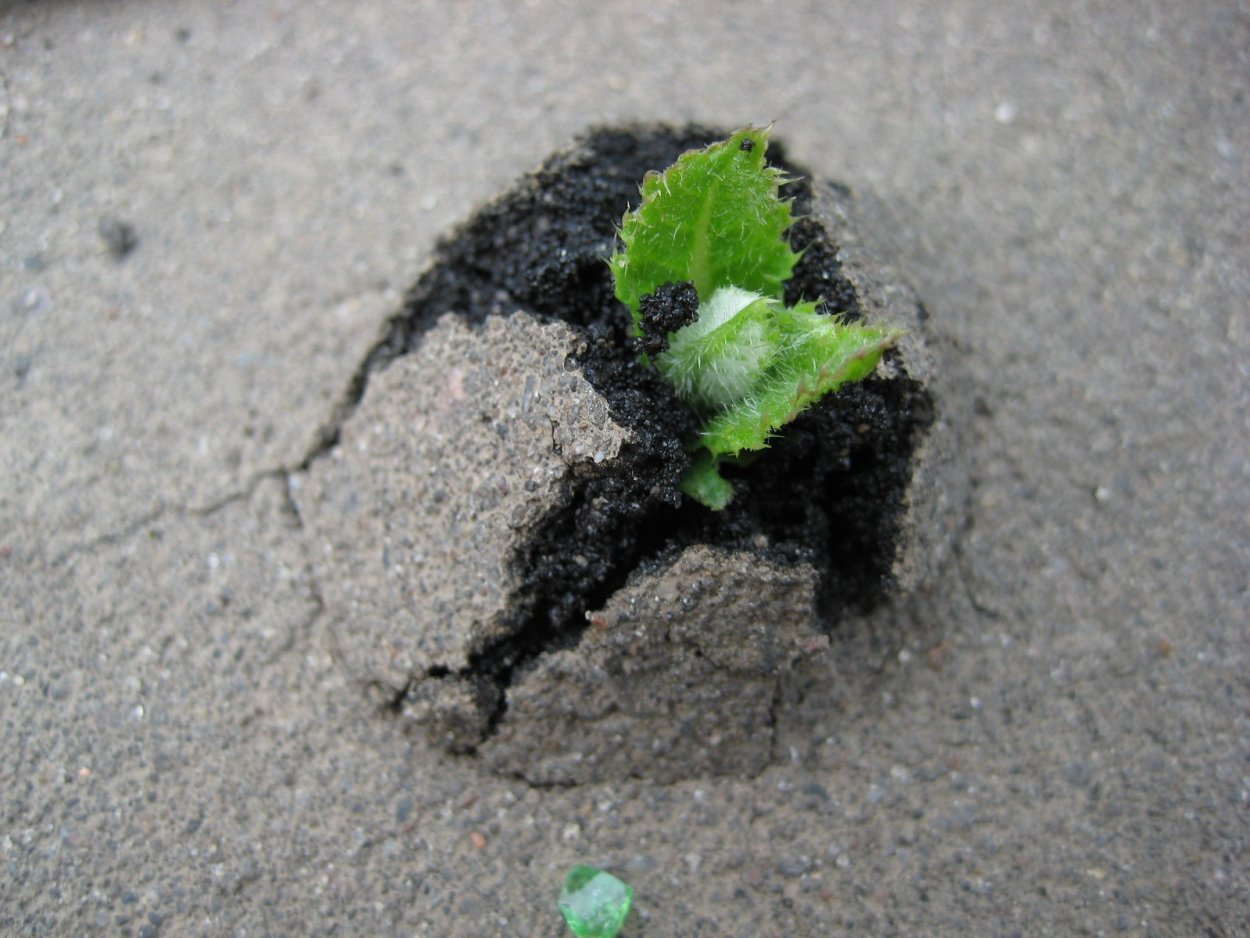 Уолтер Бэджот