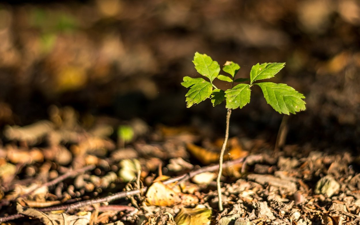 Маленький Росток дуба