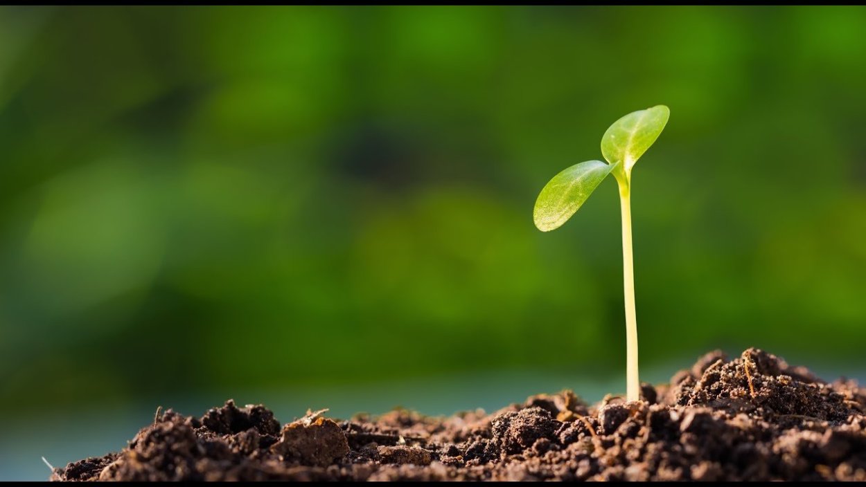 Росток вид с боку