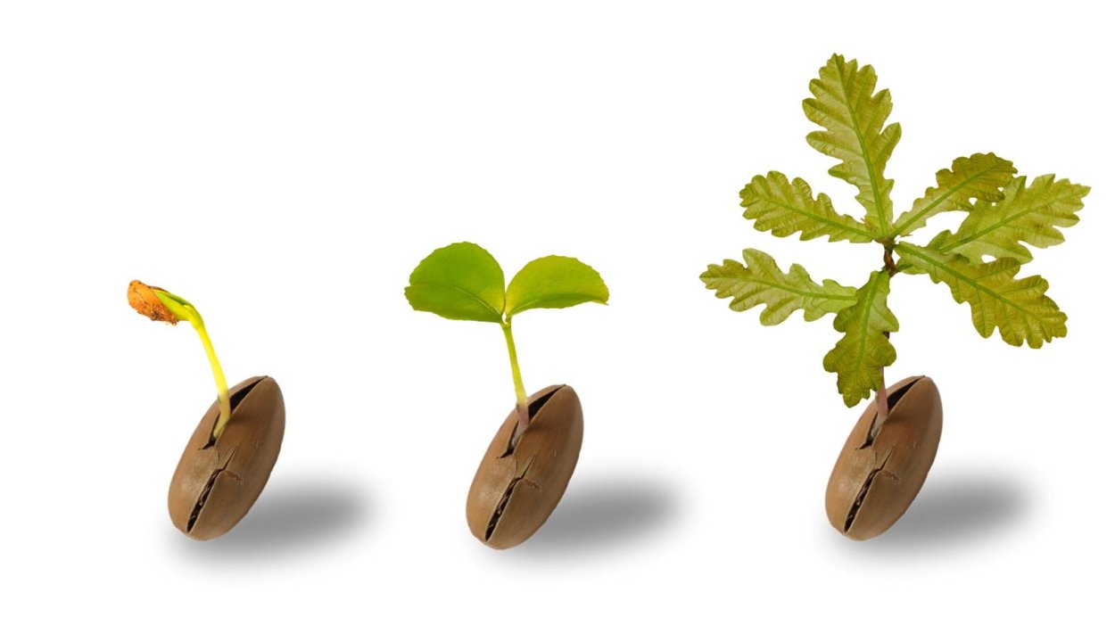 Желудь Росток дуб