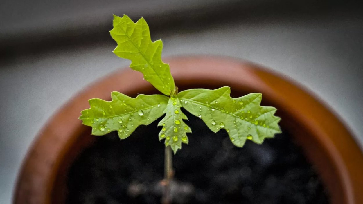 Росток дуба из Желудя