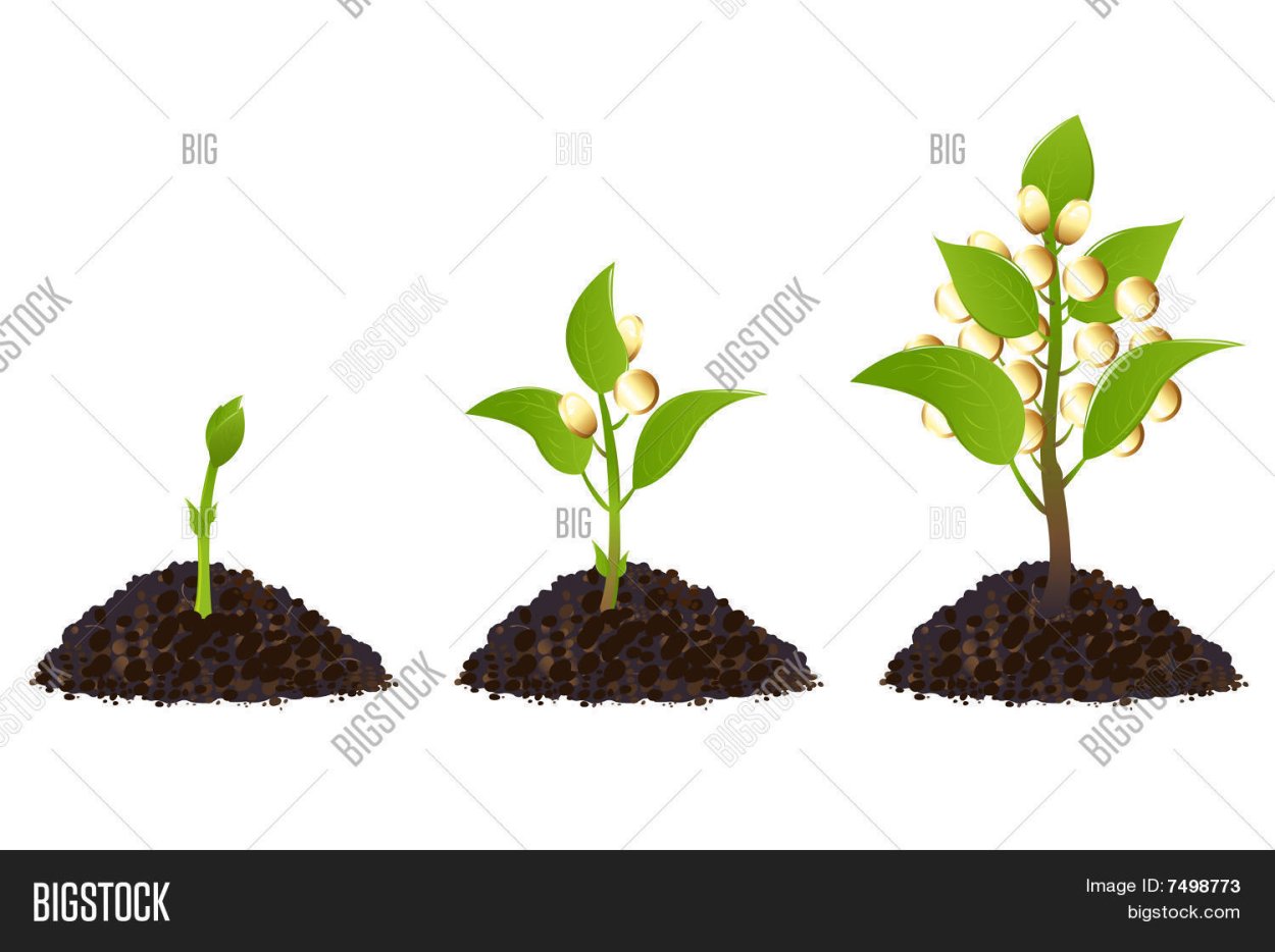 Семя Росток дерево