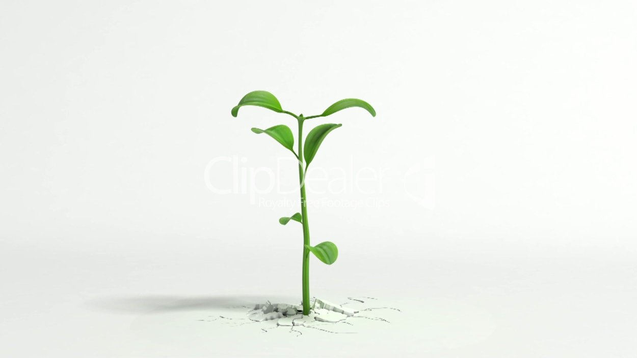 Росток на белом