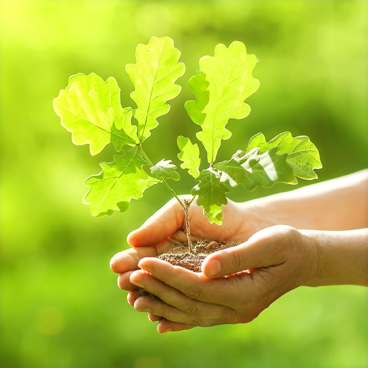 Дубовые листья на ладони