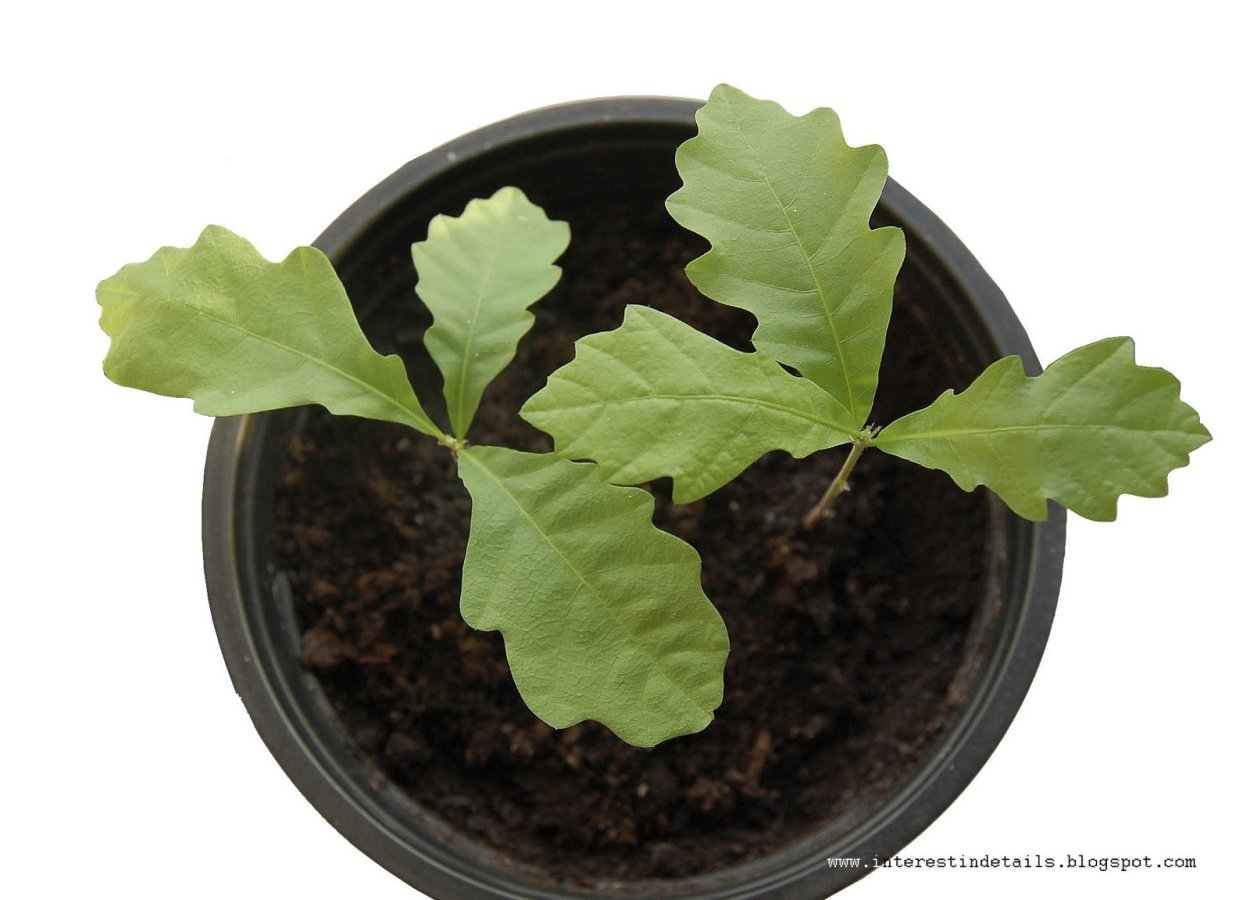 Росток дуба