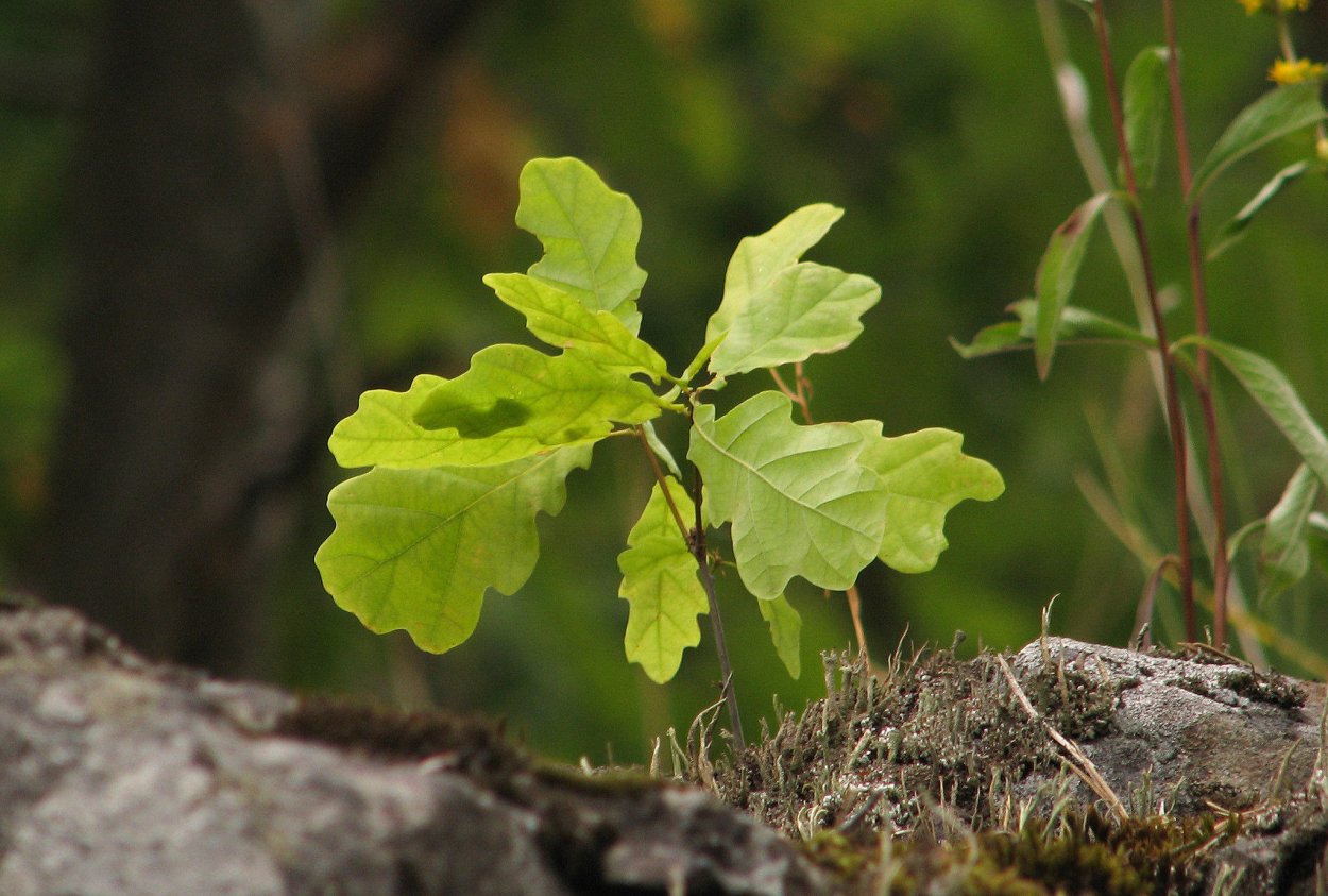 Дуб черешчатый саженцы