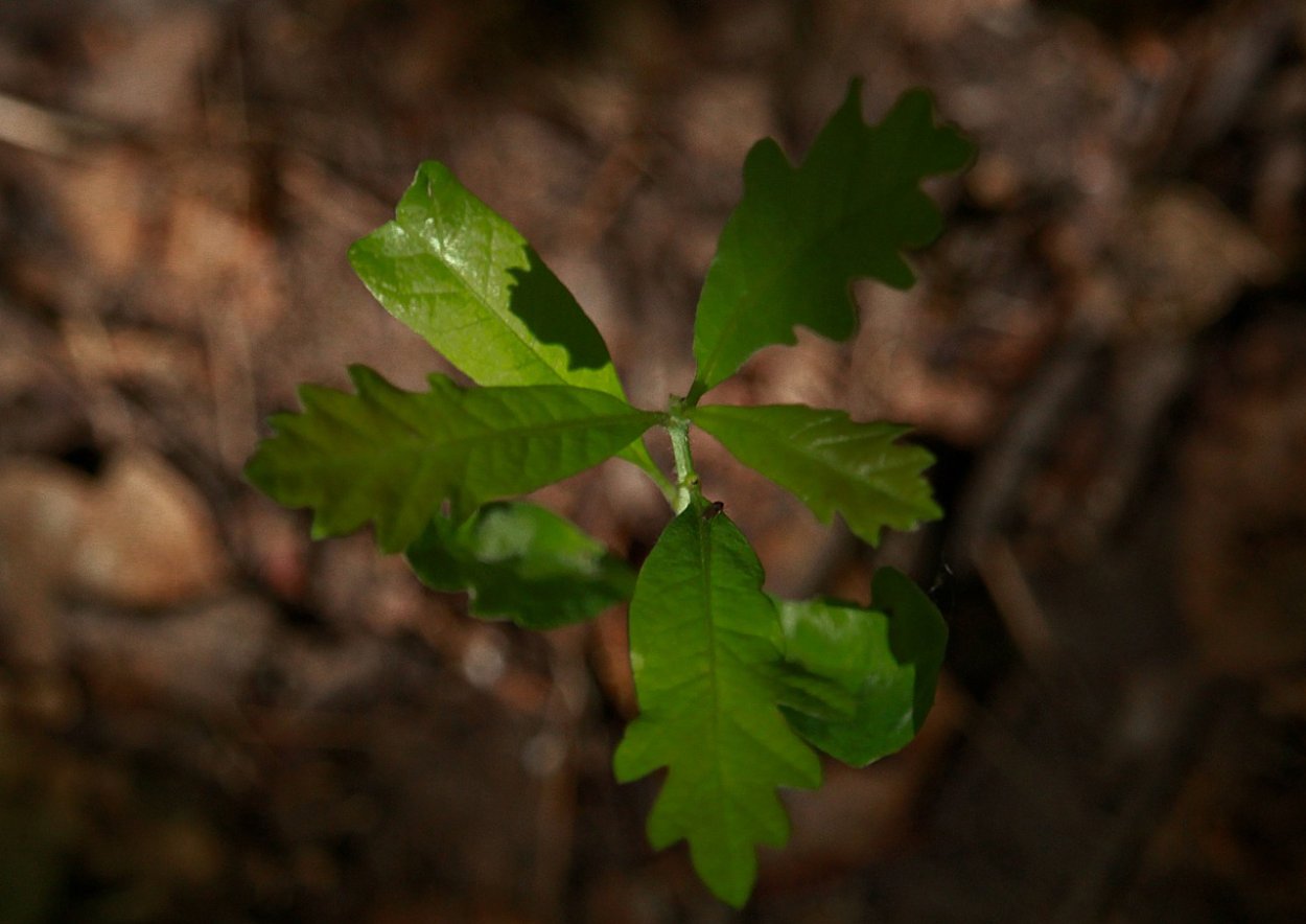 Росток дерева дуб
