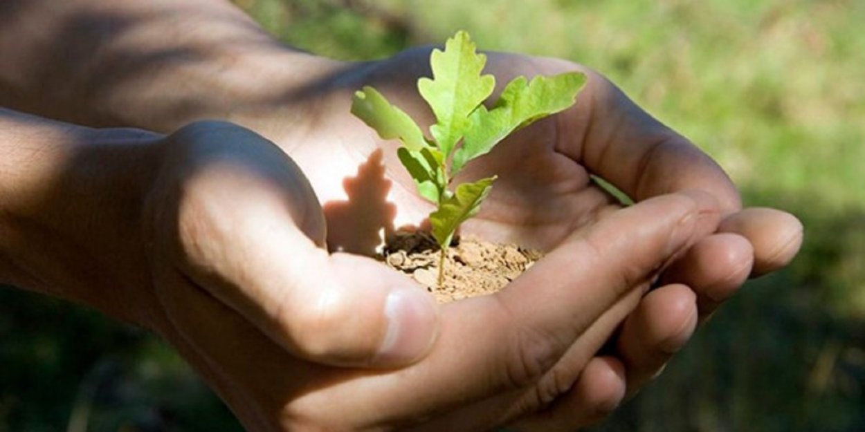 Росток дуба